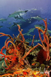 This image was taken on an afternoon of shooting Reef Sha... by Steven Anderson 